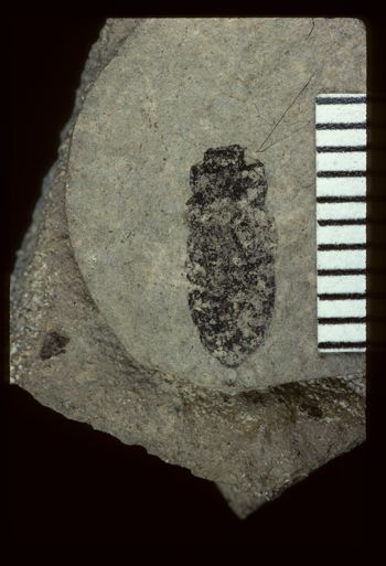 Media type: image;   Entomology PALE-2483 Aspect: full